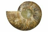 Cut & Polished Ammonite Fossil (Half) - Madagascar #270325-1